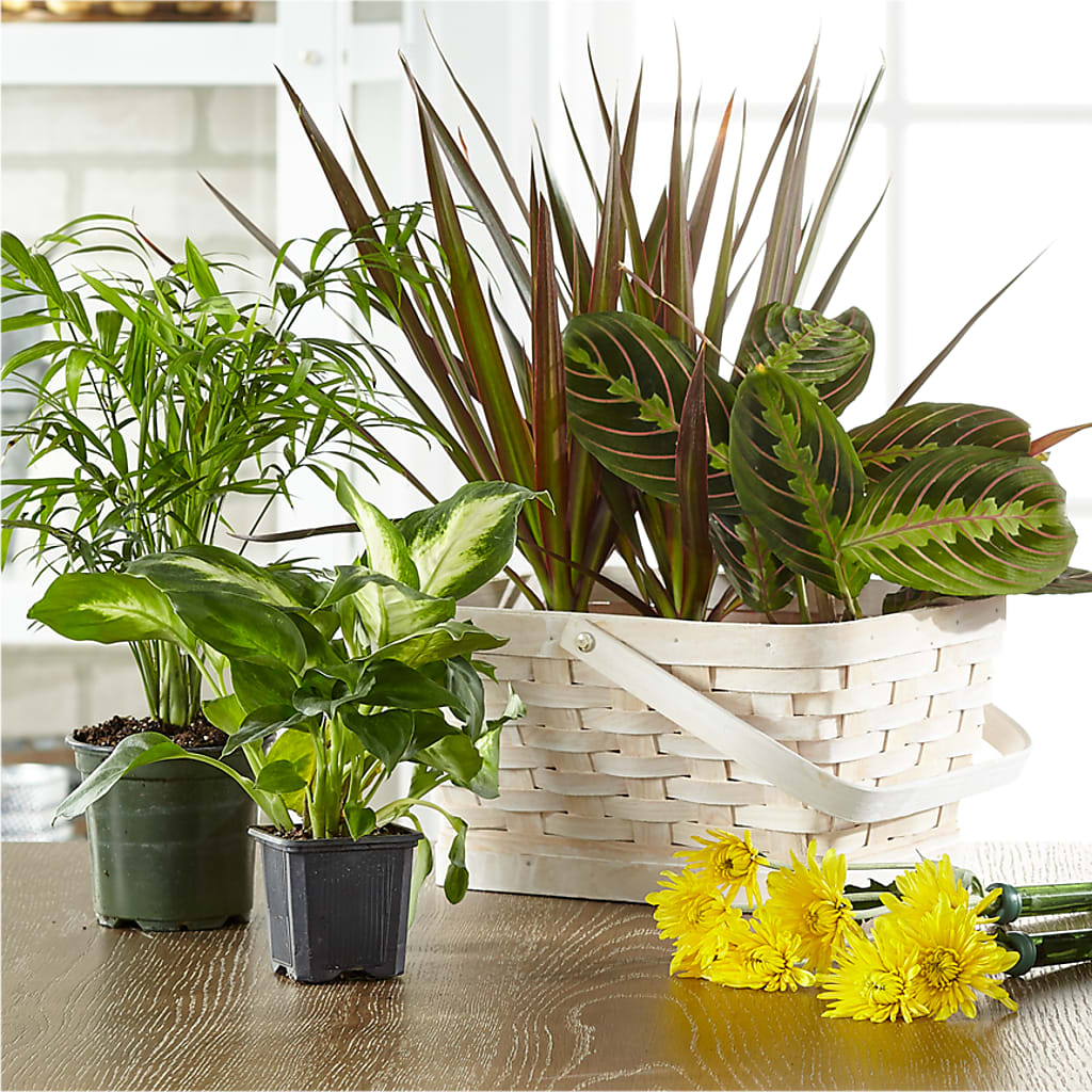 Florist Designed Blooming and Green Plants in a Basket – Eventos Galindo, Chicago IL
