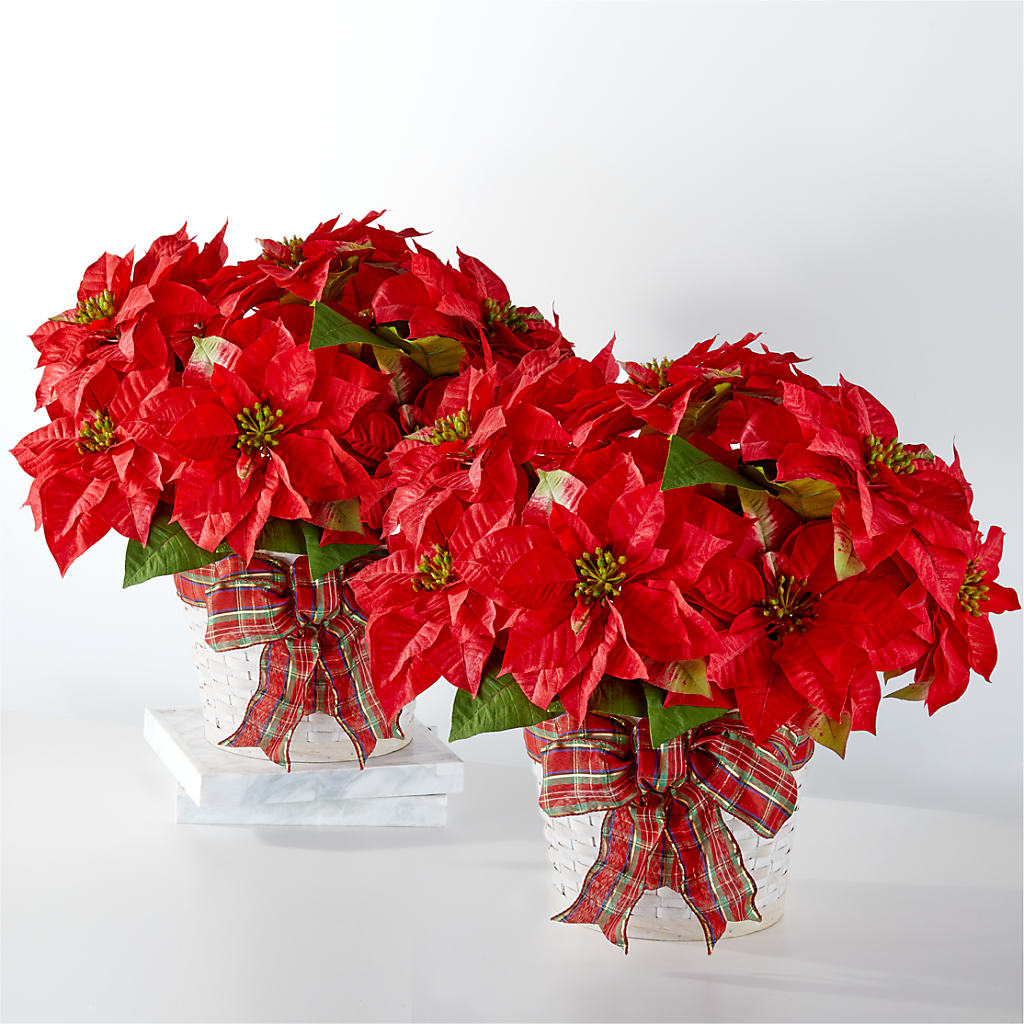 Happiest Holidays Poinsettia Bundle – Eventos Galindo, Chicago IL
