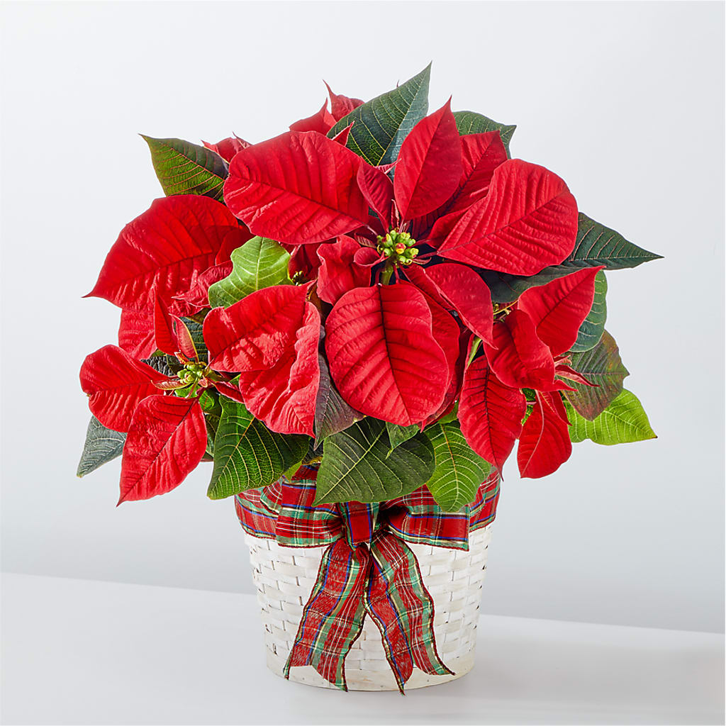 Happiest Holidays Poinsettia – Eventos Galindo, Chicago IL