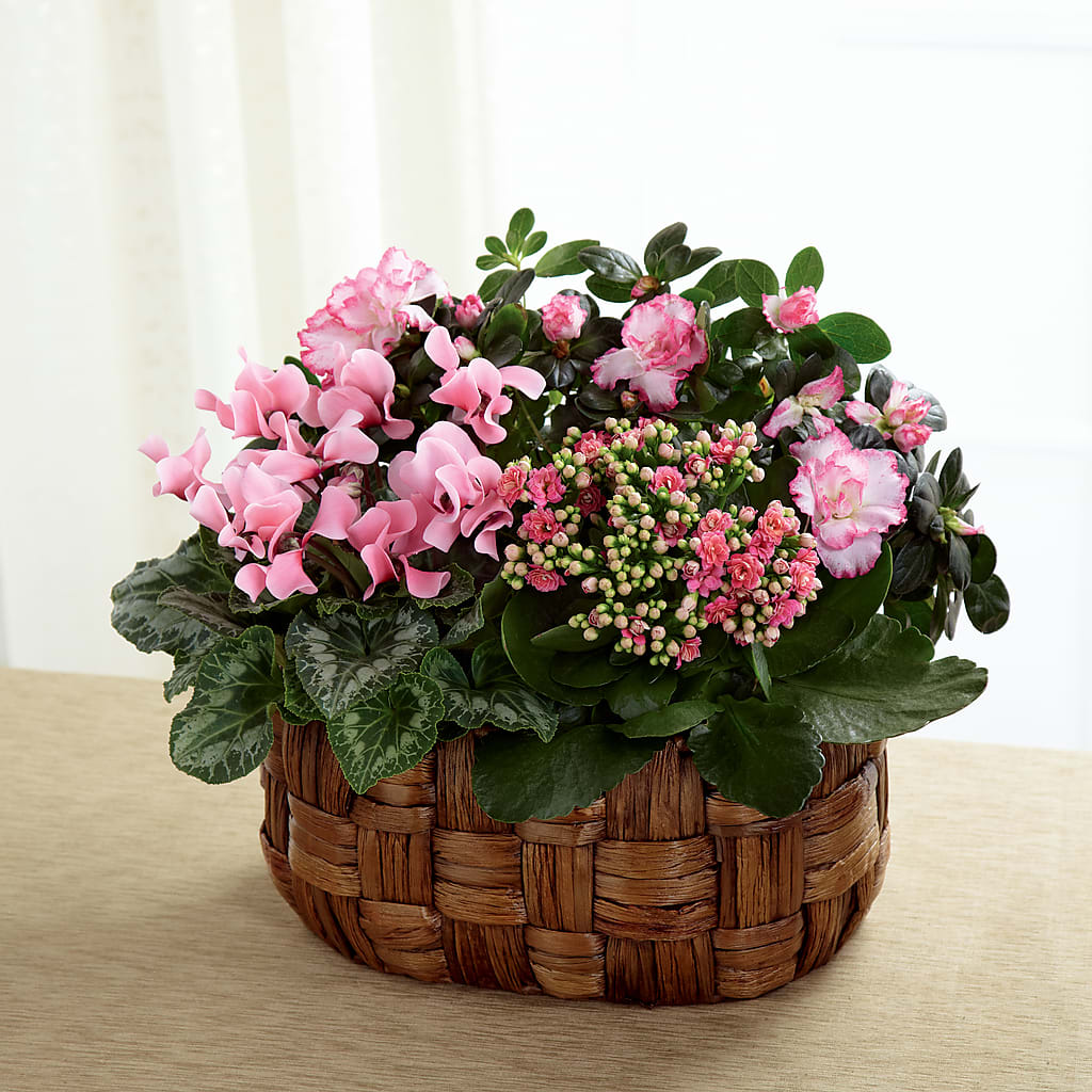 Pink Assortment – Eventos Galindo, Chicago IL