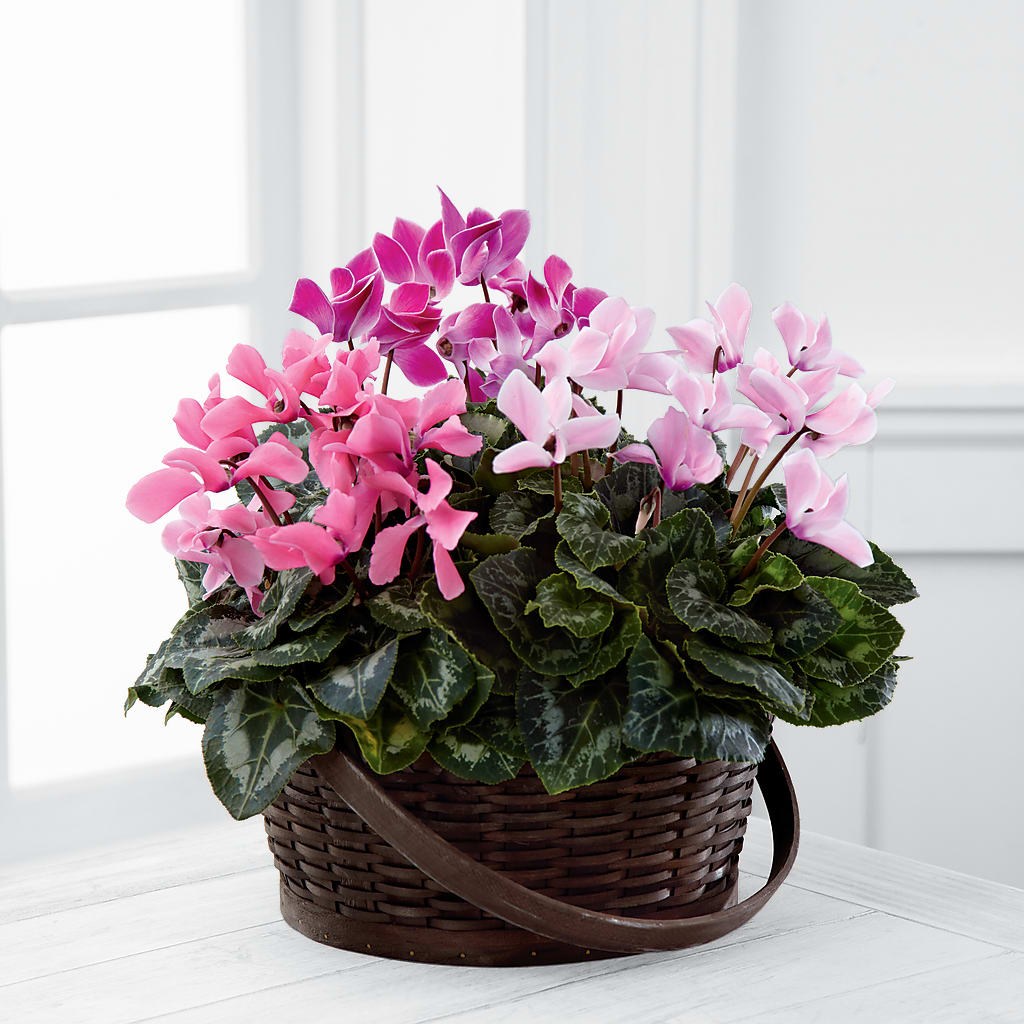 Mixed Cyclamen Planter – Eventos Galindo, Chicago IL
