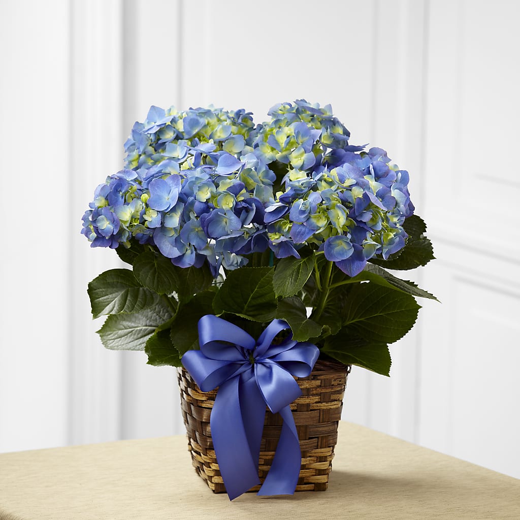 Blue Hydrangea Planter – Eventos Galindo, Chicago IL