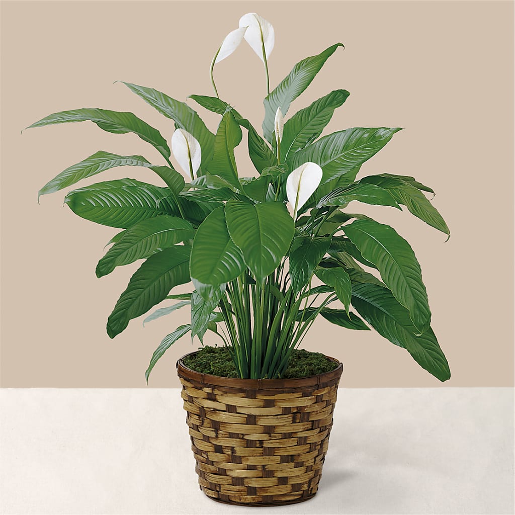 Tranquil Moments Peace Lily Plant – Eventos Galindo, Chicago IL