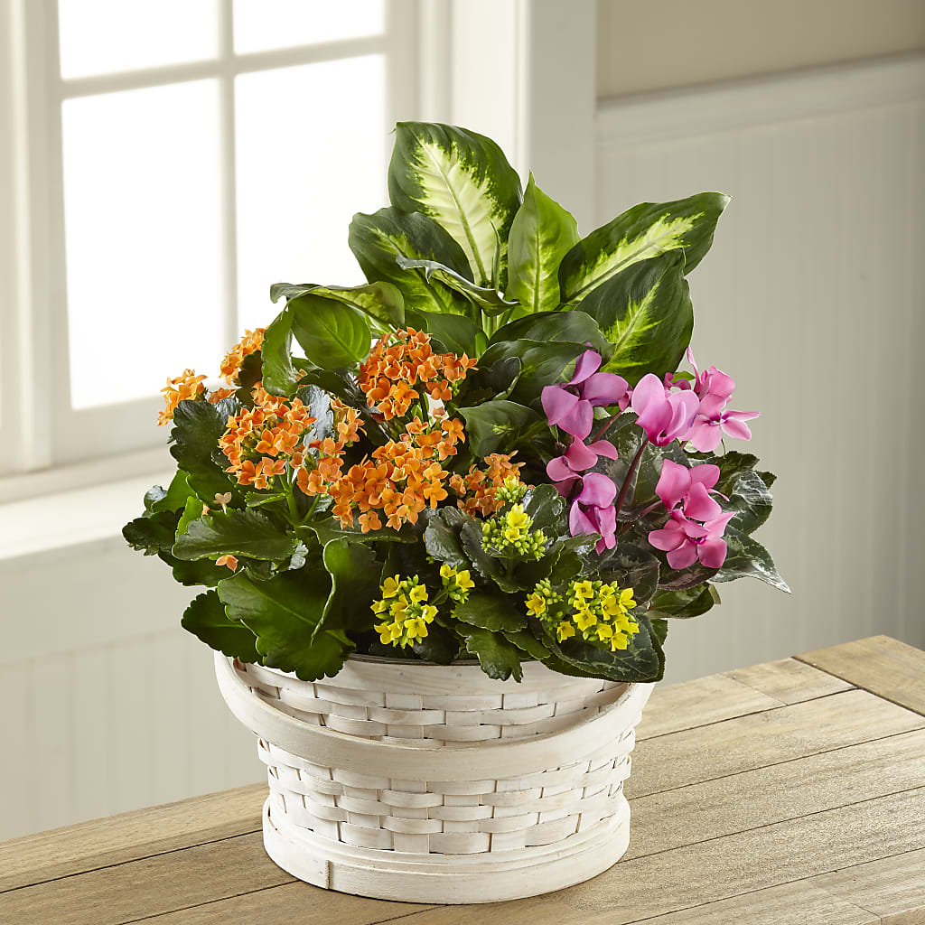 Color Crush Dishgarden – Eventos Galindo, Chicago IL