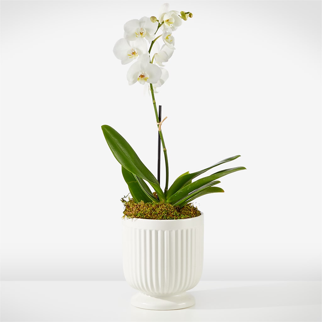 Whispering White Orchid – Eventos Galindo, Chicago IL