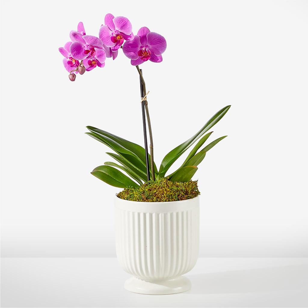 Friendly Fuchsia Orchid – Eventos Galindo, Chicago IL