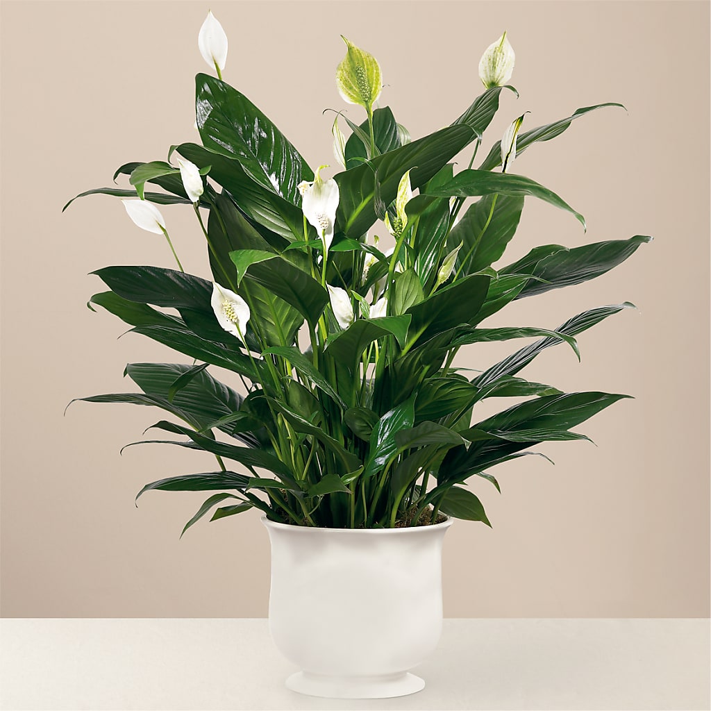 Comfort Planter – Eventos Galindo, Chicago IL