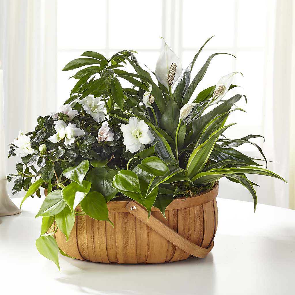Serene Dishgarden – Eventos Galindo, Chicago IL