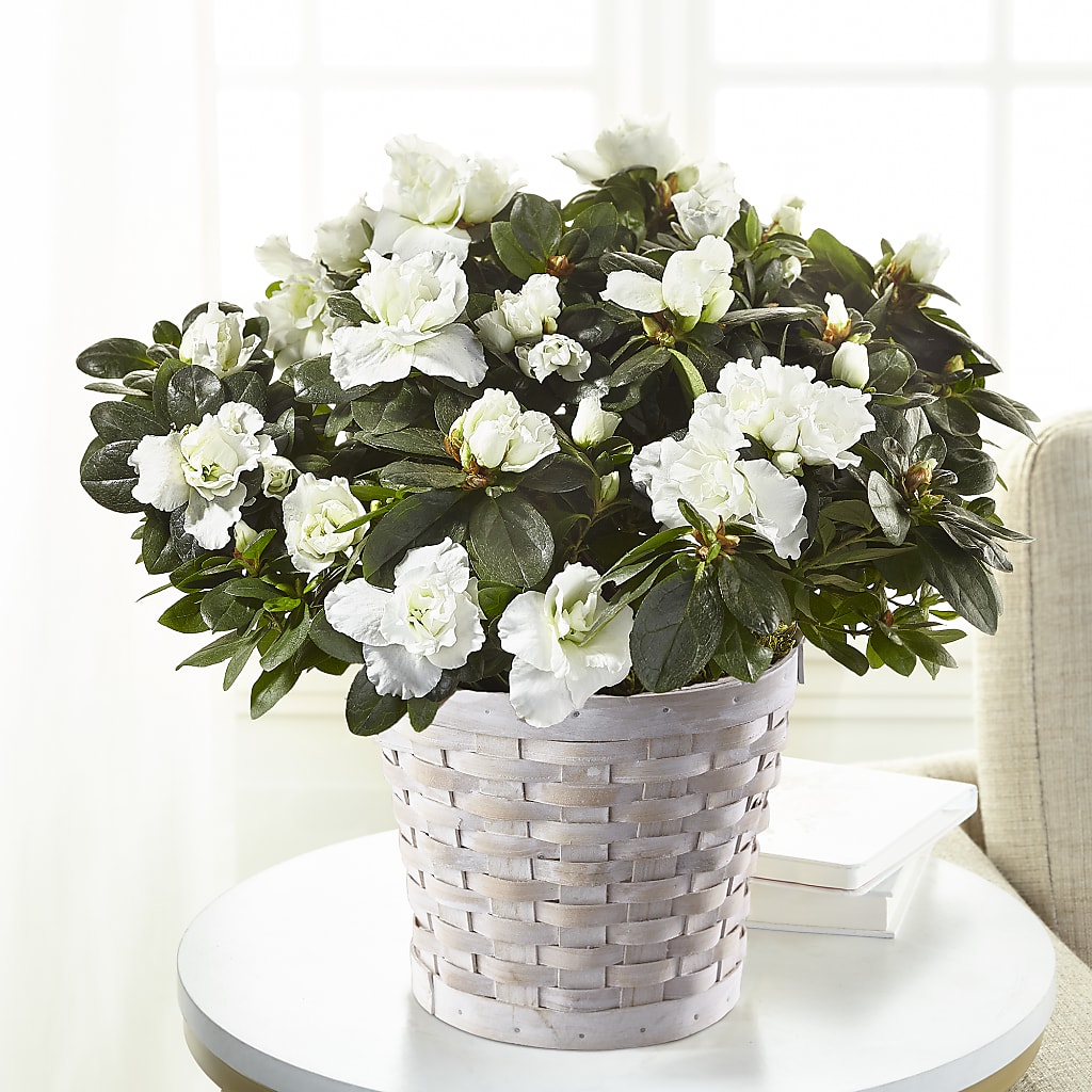 White Azalea Plant – Eventos Galindo, Chicago IL