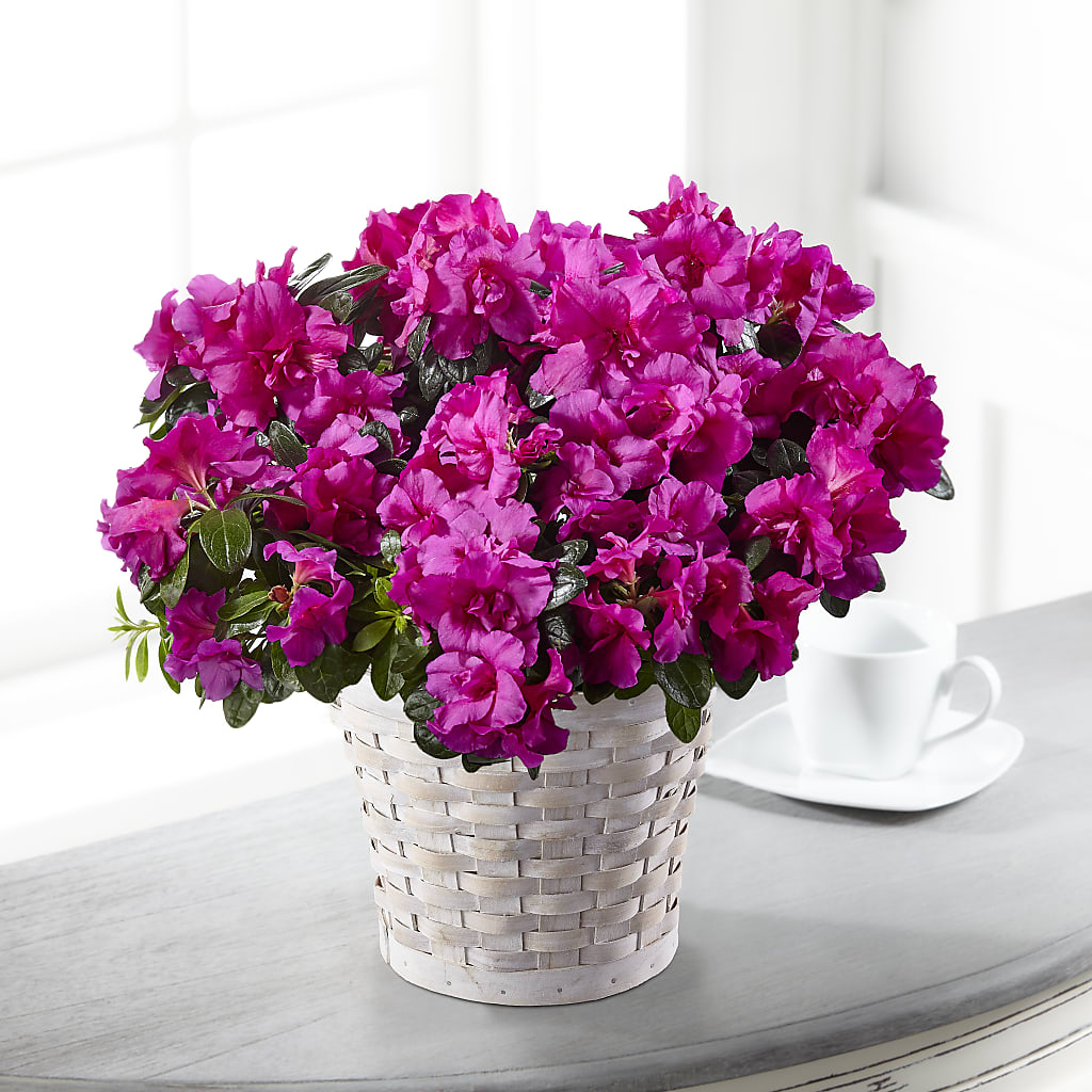 Hope & Serenity Azalea Plant – Eventos Galindo, Chicago IL