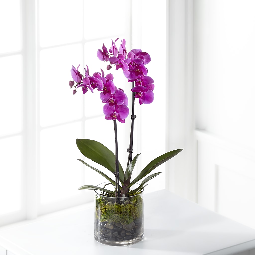 Pink Orchid Plant – Eventos Galindo, Chicago IL