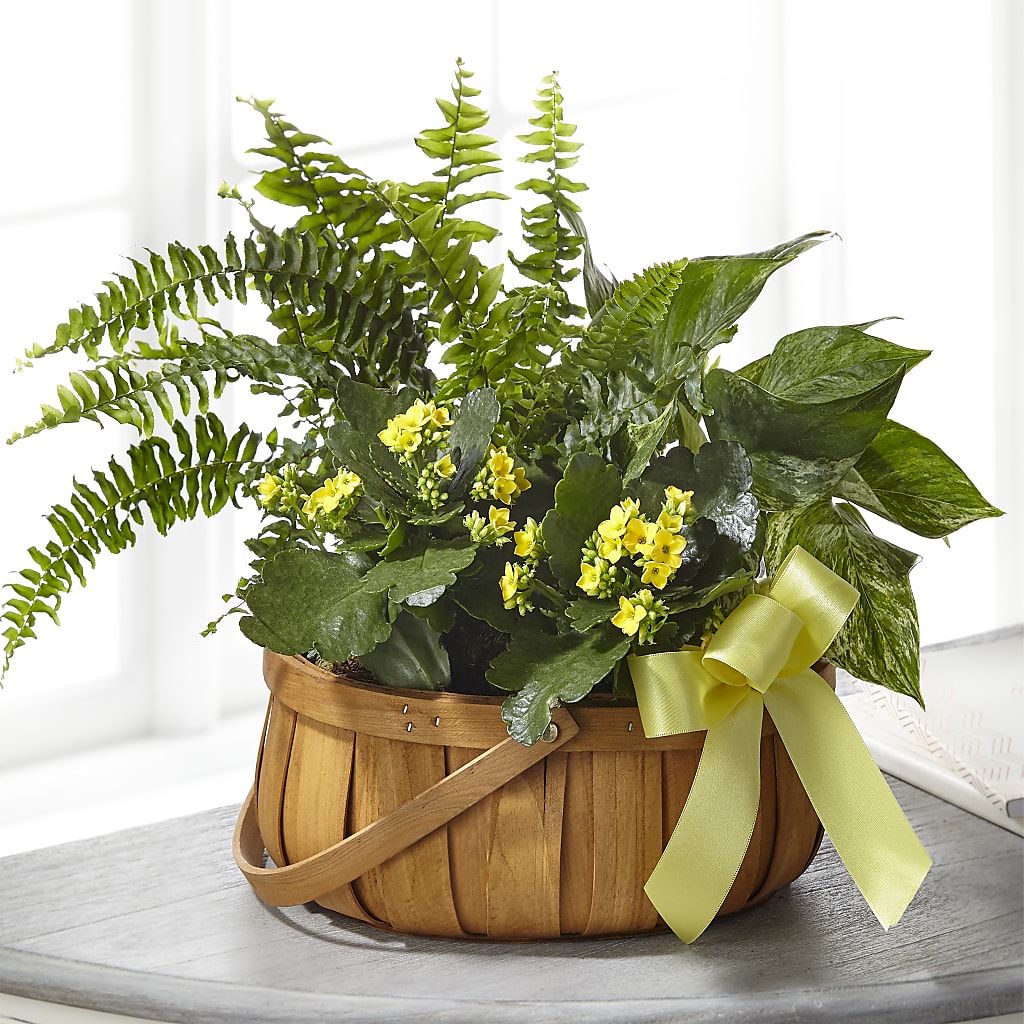 Always Dear Dishgarden – Eventos Galindo, Chicago IL