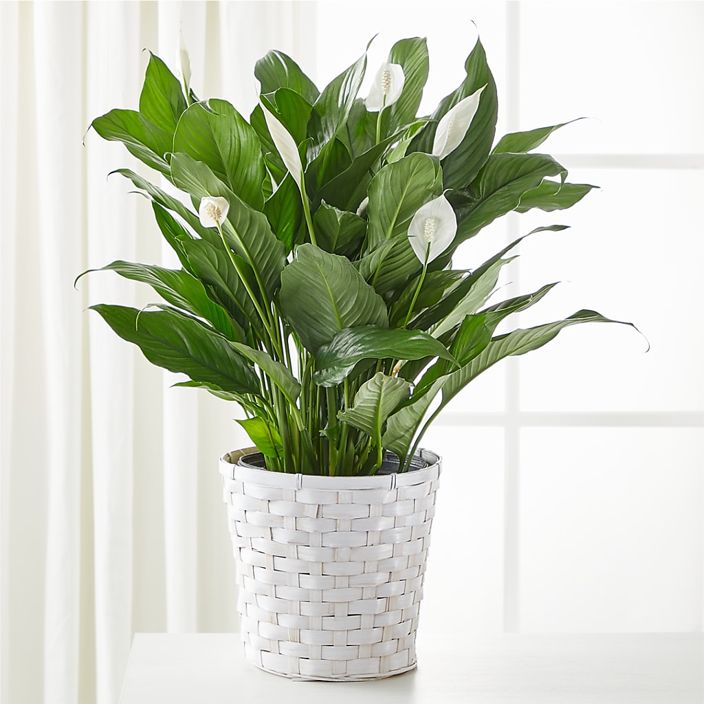 A New Leaf Peace Lily – Eventos Galindo, Chicago IL