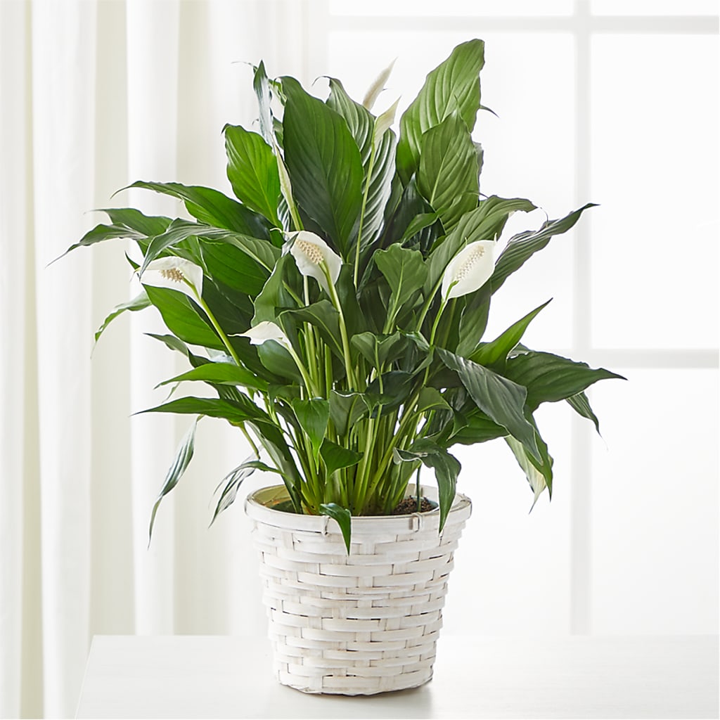 A New Leaf Peace Lily – Eventos Galindo, Chicago IL