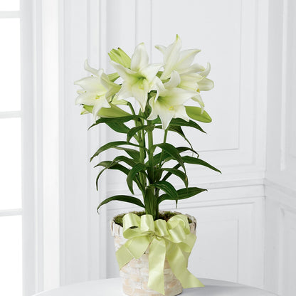 Easter Lily Plant –  Eventos Galindo, Chicago IL