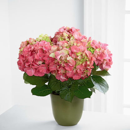 Pink Hydrangea Planter –  Eventos Galindo, Chicago IL