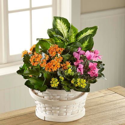 Color Crush Dishgarden –  Eventos Galindo, Chicago IL