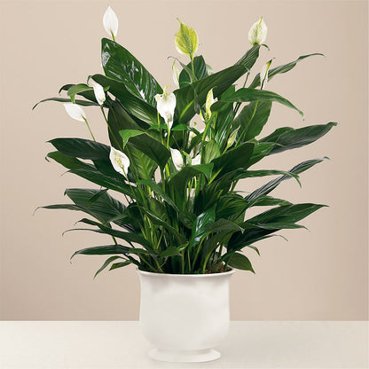Comfort Planter –  Eventos Galindo, Chicago IL