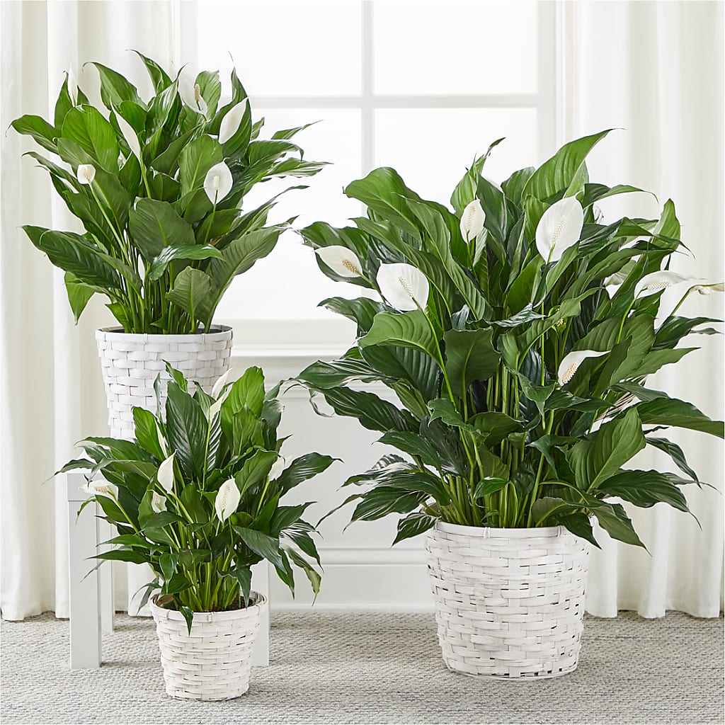 A New Leaf Peace Lily –  Eventos Galindo, Chicago IL